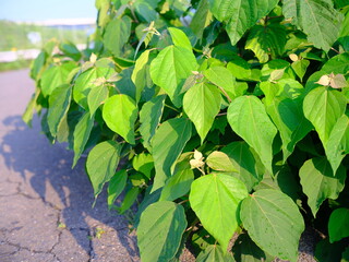 葉
leaf