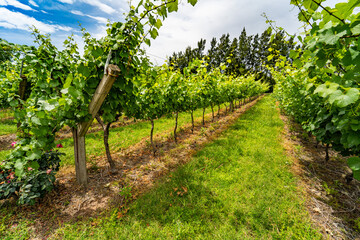Fototapeta na wymiar Panoramic vineyard view on a beautiful day. Colorful vineyard. Grapes. Entre Ríos, Argentina.