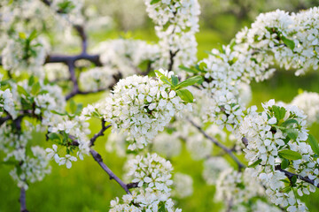 The beauty of spring nature. branches of blossom trees.