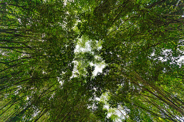 Plane against chopped of a pine forest. 