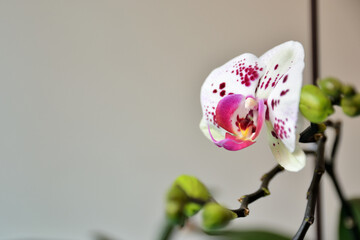 Beautiful orchid white flowers with purple dots and copy space for text or design. Close up, selective focus