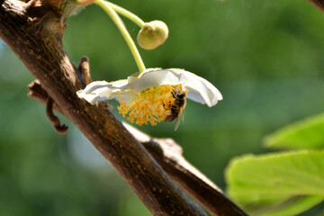The bee collects pollen from the kiwi fruit flower in the garden on sunny spring day