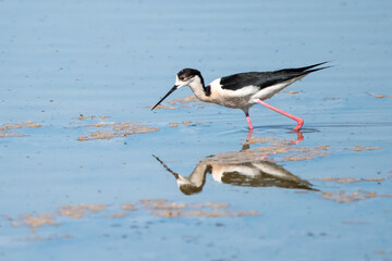 two storks
