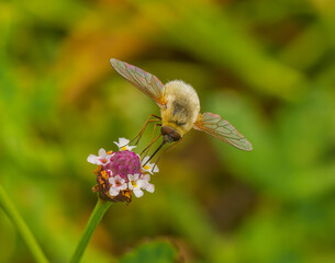Bombylius major parasitic bee fly on frog fruit Phyla nodiflora - wing iridescent color, blonde...