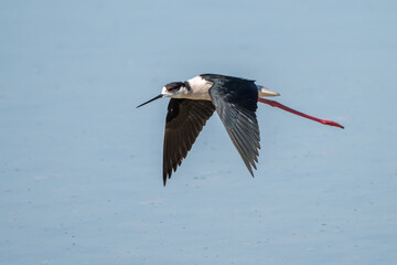 red billed stork