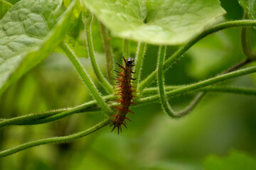 Fauna and biodiversity. Closeup view of a red and hairy caterpillar with spikes, in the forest.