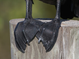 Close up of a double-crested cormorant (Phalacrocorax auritus) feet perched on wooden pylon at Sweetwater wetlands - Gainesville, Florida - black patterned sharp claws, webbed feet