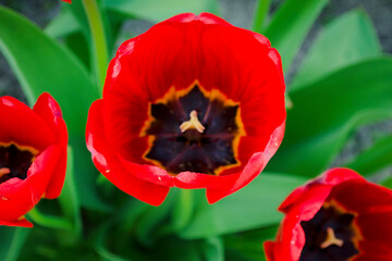 Red tulips close-up