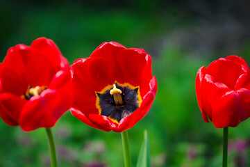 Red tulips close-up