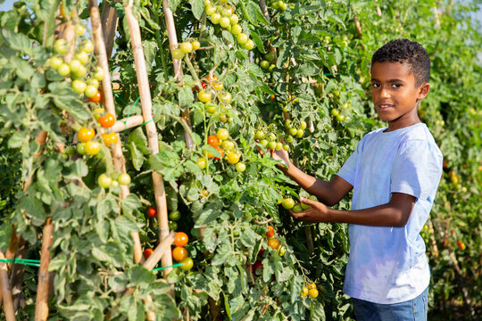 Teenager boy helps harvesting grapes on vineyard. High quality photo