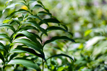 beautiful patterned leaves as background
