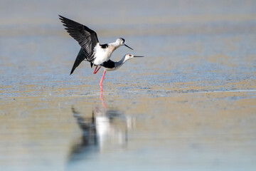 white stork in flight