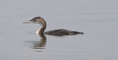 adult common loon (Gavia Immer) swimming, with red eye and winter colors in a west central Florida Lagoon