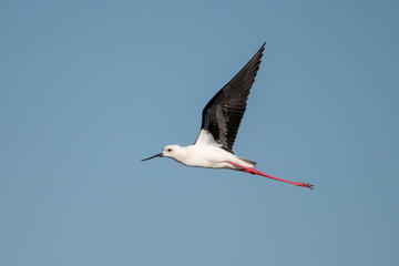 stork in flight