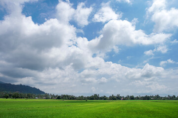 Fototapeta premium A beautiful scenary of a green paddy field under a cloudy blue sky