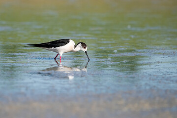 black headed gull