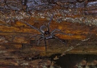 Wild non captive female adult six spotted fishing spider (Dolomedes triton) with yellow white stripes, resting on top of water at the edge of a submerged log, ambush mode
