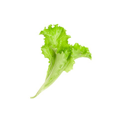 Salad or lettuce herbs, ingredient of salads, isolated on white background.