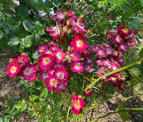 Red flowers, set amongst green leaves, on a summers day near, Bradford, Yorkshire, UK