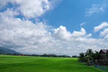 Obraz premium Scenary view of paddy field and coconut tree with cloudy blue sky