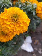 orange chrysanthemum flower