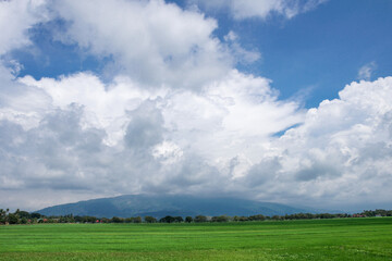 Fototapeta na wymiar A beautiful scenary of a green paddy field under a cloudy blue sky