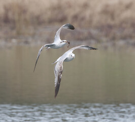 a pair of ring-billed gulls (larus delawarensis) flying low over water,  Southern Leopard frog (Rana spenocephala) in ones mouth, blurred water background with bokeh