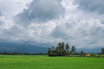 Fototapeta na wymiar Scenary view of paddy field and coconut tree with cloudy blue sky