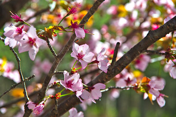 晴れた日の満開のの桜の花。