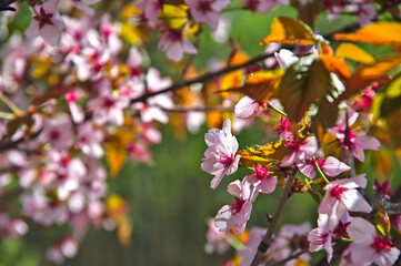 晴れた日の満開のの桜の花。