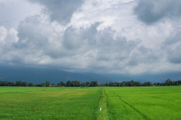 A beautiful scenary of a green paddy field under a cloudy blue sky