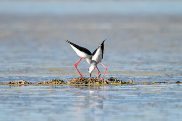 winged stilt
