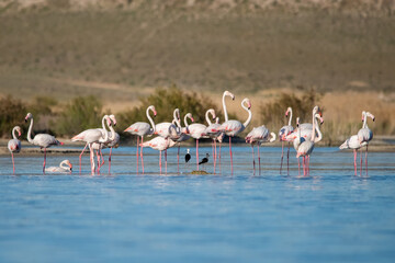 Naklejka premium group of flamingos