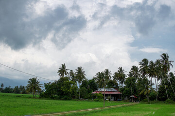 Fototapeta na wymiar Scenary view of paddy field and coconut tree with cloudy blue sky