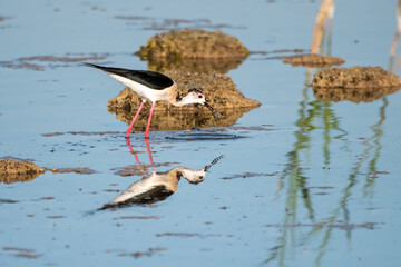 great crested grebe