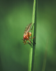 spider on a leaf