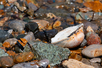 Seashell among the rocks