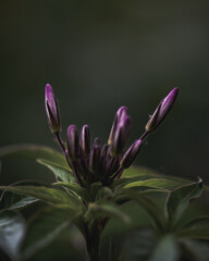 Obraz premium flower of a thistle