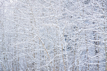 Frosty Tree Background - Closeup of fresh frosting of snow on trees in Arapahoe National Forest, Summit County, Colorado
