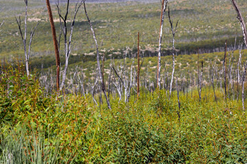 Burnt trees in the background and new vegetation on kangaroo island on may 8th 2021