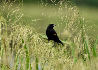 raven on a grass
