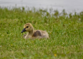duck and ducklings baby goose