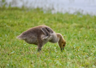 baby goose on grass