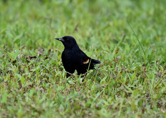 blackbird on the grass