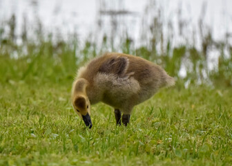 goose on the grass
