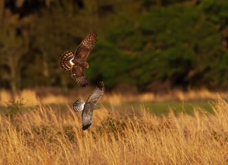 Grey Male and brown female Mating pair of Northern Harriers (Circus hudsonius) flying together over a meadow in Florida, male “grey ghost” evening yellow light - hunting prairie ritual