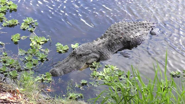 Large alligator resting in Florida wetland.