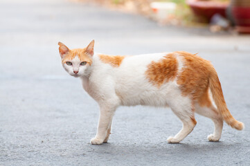 A close up portrait of a cat looking at the camera.