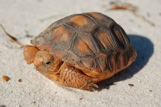baby orange colored Florida gopher tortoise (Gopherus polyphemus) on white sugar sand, soft indents on scutes indicates hatchling, head poking out of shell, federally protected species