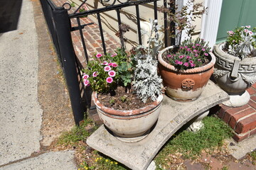 Naklejka premium Flowering Dianthus in Clay Pots Along a City Street